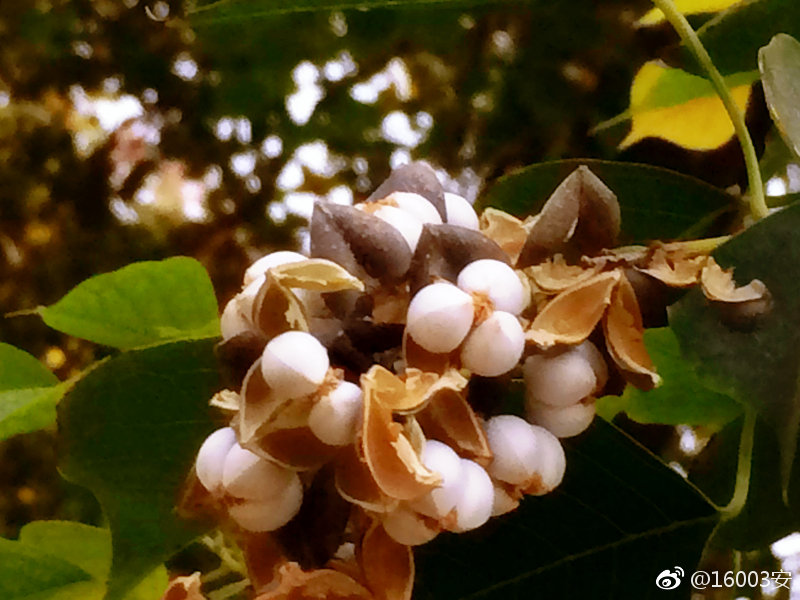 每次看到这白白胖胖,薏米似的小胖子