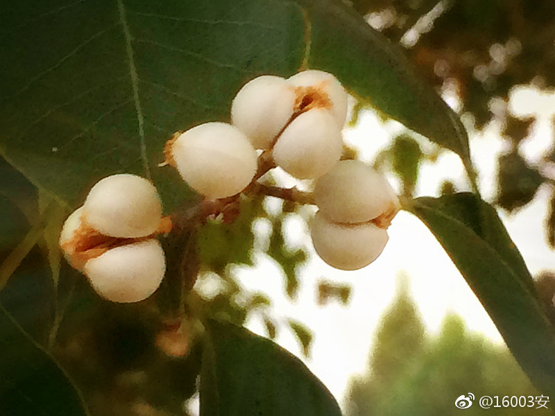 每次看到这白白胖胖,薏米似的小胖子