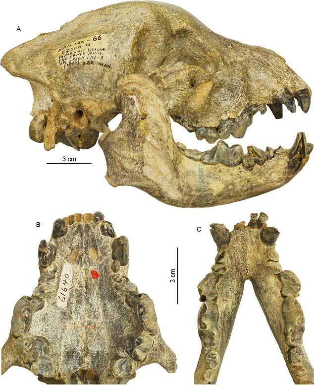 科学家们通过分析粪便发现古代狗能捏碎、啃