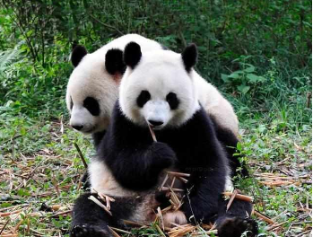 国宝大熊猫的寿命一般是多久,死后又是怎么处