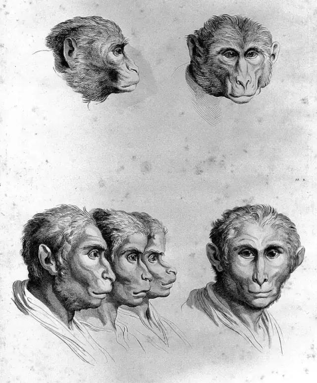 如果人类祖先不是猿猴,那我们会变什么样子?
