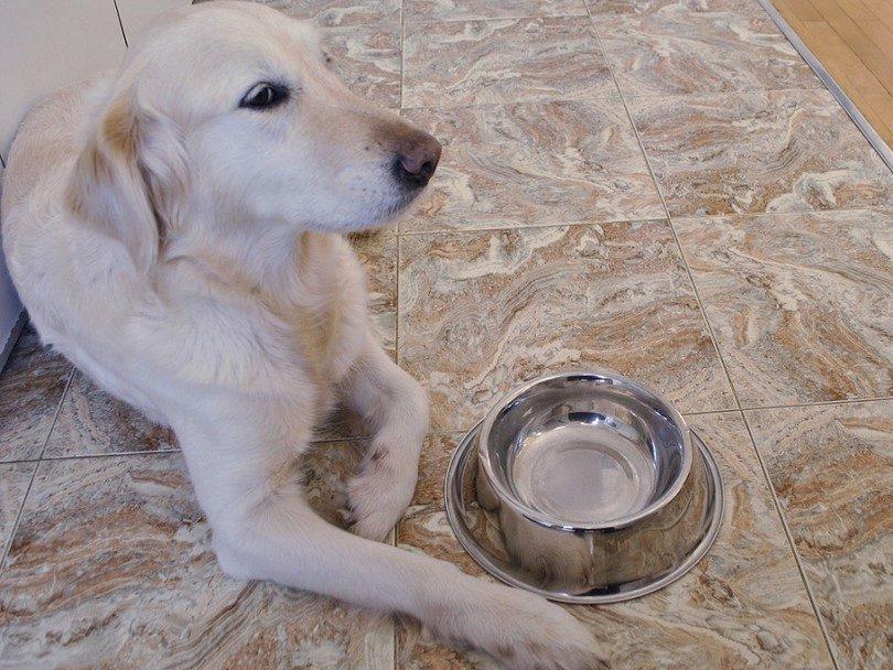 如何迅速有效的治疗狗鼻子干的症状