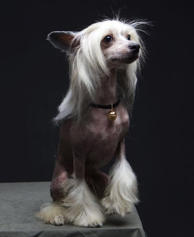 连续3年蝉联世界最丑狗狗的中国冠毛犬,其实也可以美