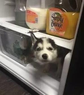 这么热的天气,二哈是怎么活过来的?