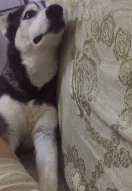 258_374 竖版 竖屏 gif 动态图 动图