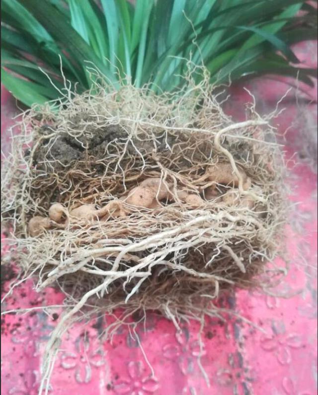 花根很粗吧,而这盆兰花的花根看上去更像是一些杂草的须根一个念头一