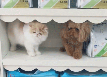 但是网友家的泰迪犬和波斯猫待在一起,看得出来是猫咪的抗拒更大一点