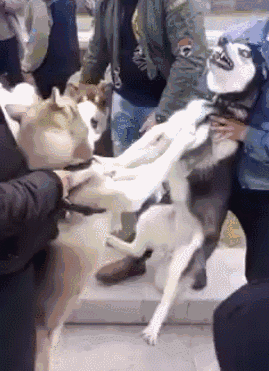 哈士奇被称为最怂的狗,能动口的,一般不会动手