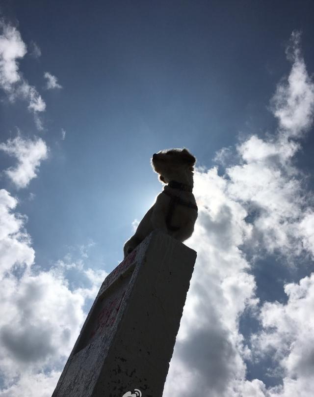 跑完川藏线的狗狗“小萨”, 现在它怎么样了?