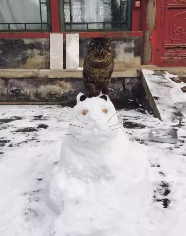 这里的猫咪,仅供观赏,禁止领养!