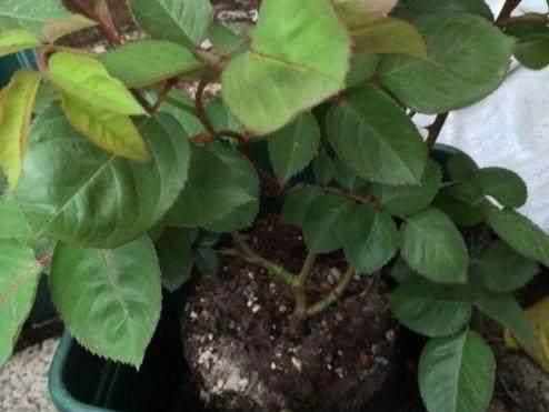 花卉什么时间换盆最好?其中大有讲究,换对了花