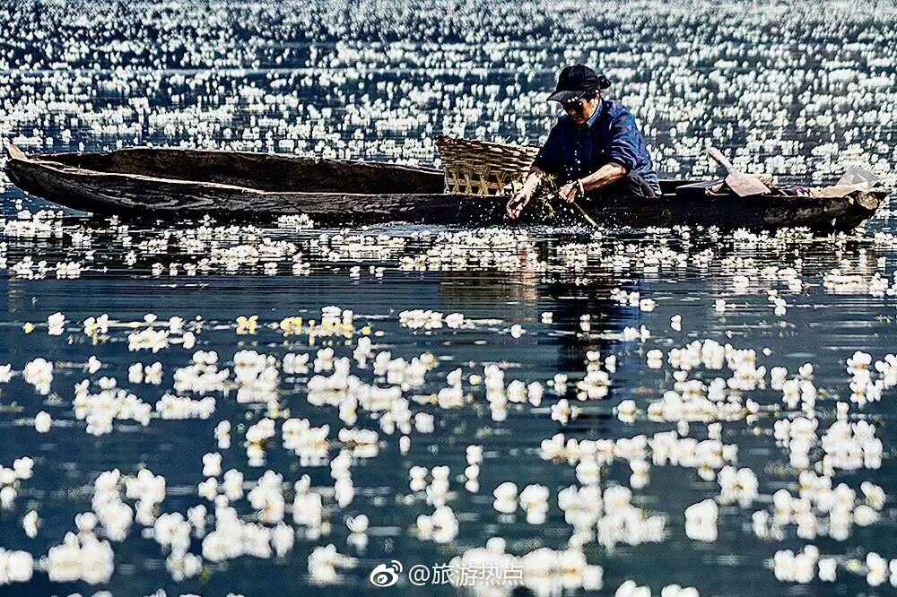 泸沽湖水性杨花已开,再不背包去看看,就要等