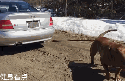 180磅的犬中浩克，拉汽车锻炼肌肉，这块头真的很强壮！