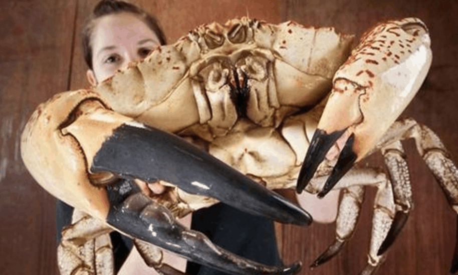 世界上现存已知的最大螃蟹, 最重可达36公斤!