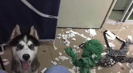 哈士奇天天拆家,结果主人竟这么做把二哈整惨了!