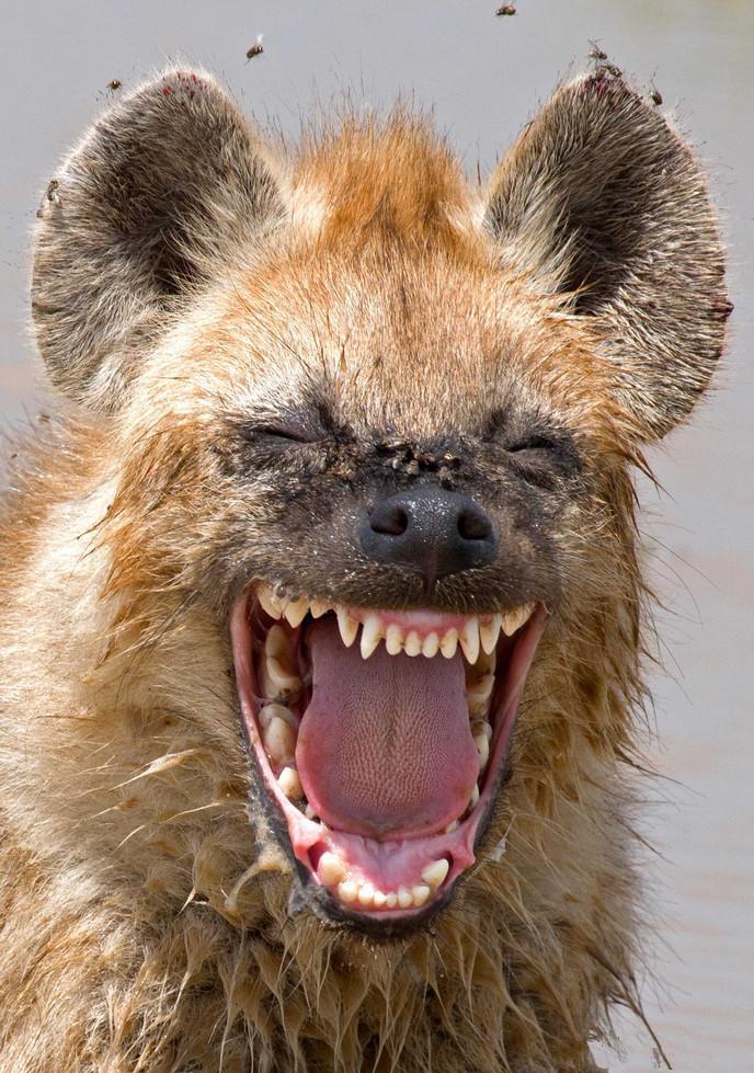 实拍动物世界里的