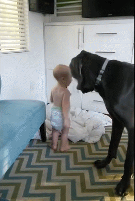 宝宝强霸占獒犬的窝,獒犬满脸懵逼,网友:太危险了!