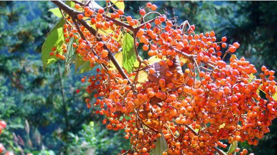 奶 籽2,地 奶 籽:地奶籽是一种草本野果吊茄子1,吊茄子,这种野果非常