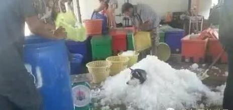 这么热的天气,二哈是怎么活过来的?