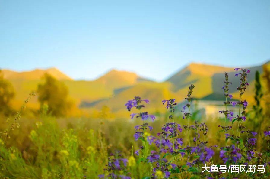 电脑屏保的风景大多都来自于这……六月份的北疆, 美得让人动心