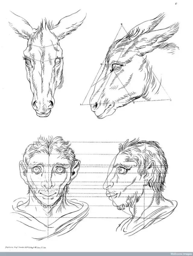 如果人类祖先不是猿猴,那我们会变什么样子?