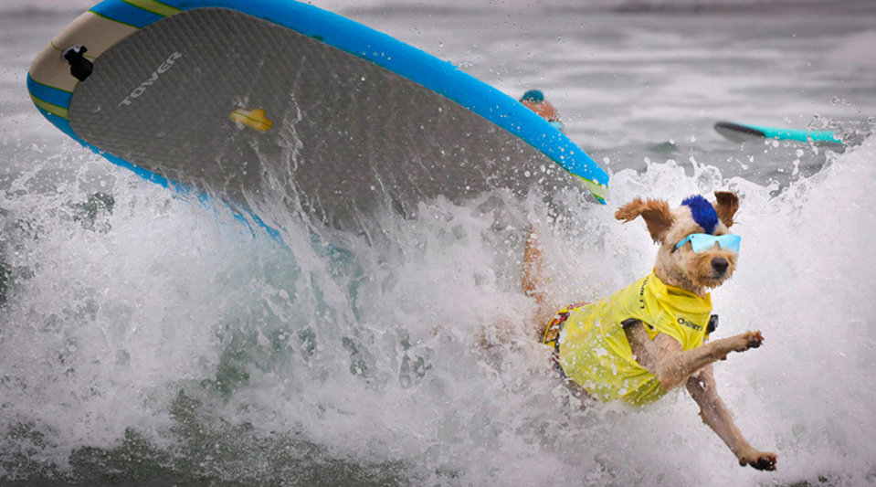 美国加州举行狗狗冲浪比赛，让你见识一下狗们的乘风波浪