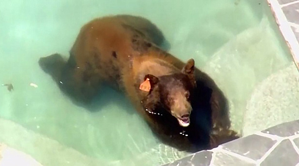 这只野生黑熊为了避暑，躲到了别人家的泳池里，还向摄像头微笑