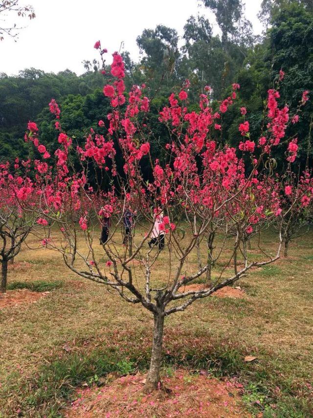 莲花山公园桃花林的桃花都会成为人们踏青赏花的极佳去处每年这个时节