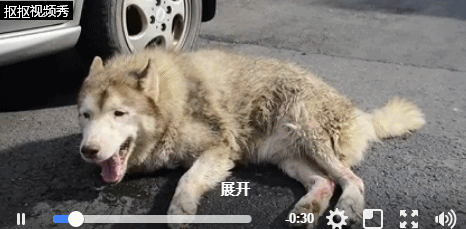 倒在血泊中的哈士奇,到死也没见主人最后一眼!太可怜了