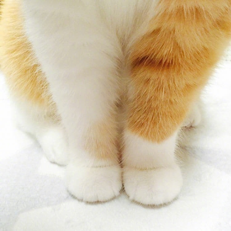 这些猫的爪子太治愈了,想捏.