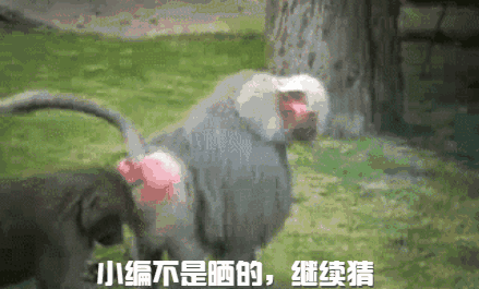 天气这么热,茱萸湾狒狒的屁股都被晒红了!