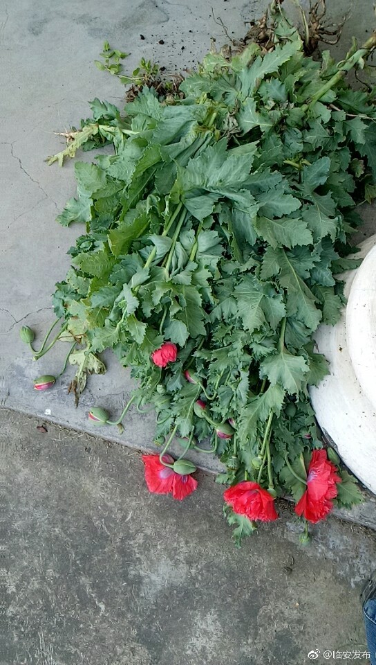 罂粟花开季 禁毒正当时