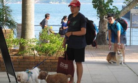 别伤害我的狗子!盘点五大最宜带毛孩子旅行的