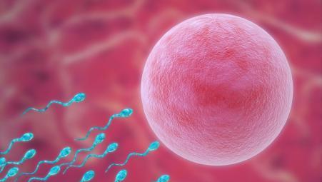 一月中最佳受孕日期就是这几天, 备孕夫妻抓住