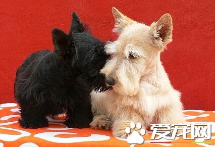 苏格兰梗的美容