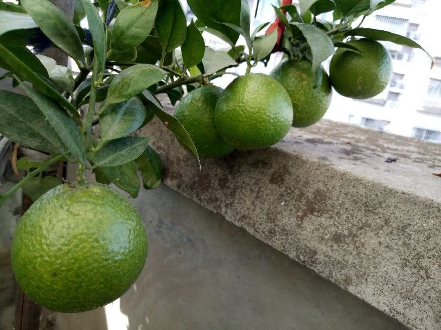 阳台种这4种水果,种一年就能挂果,一盆就能结