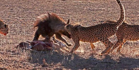 鬣狗发起飙来几只猎豹都挡不住 就是要抢猎豹食物没脾气
