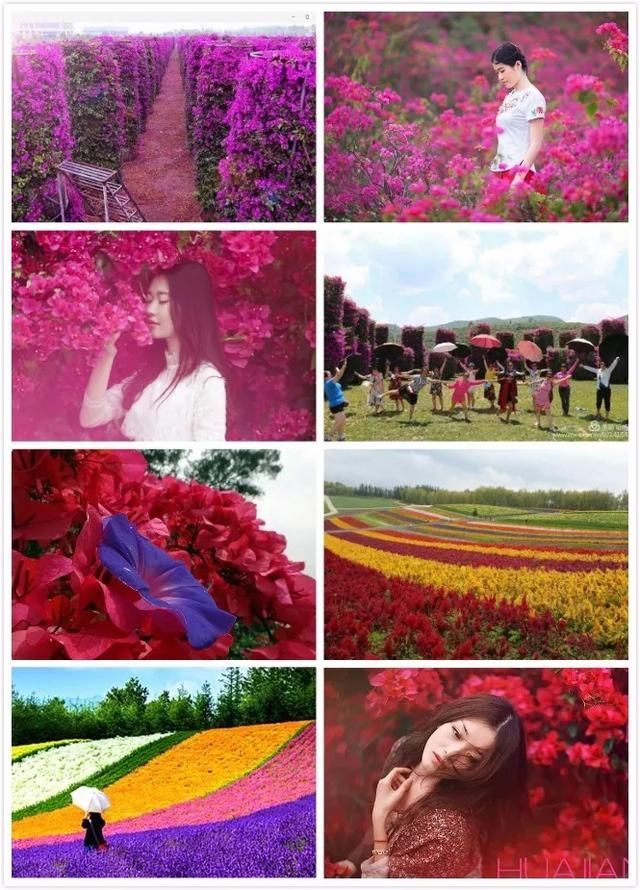 美极了!广西五彩田园“三角梅花海节”真的太美了!!