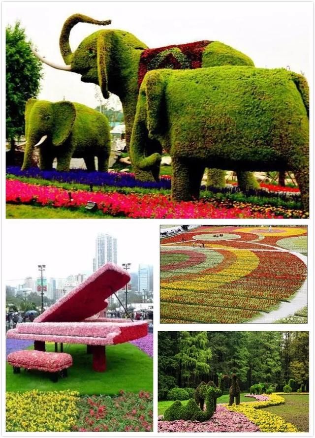 美极了!广西五彩田园“三角梅花海节”真的太美了!!