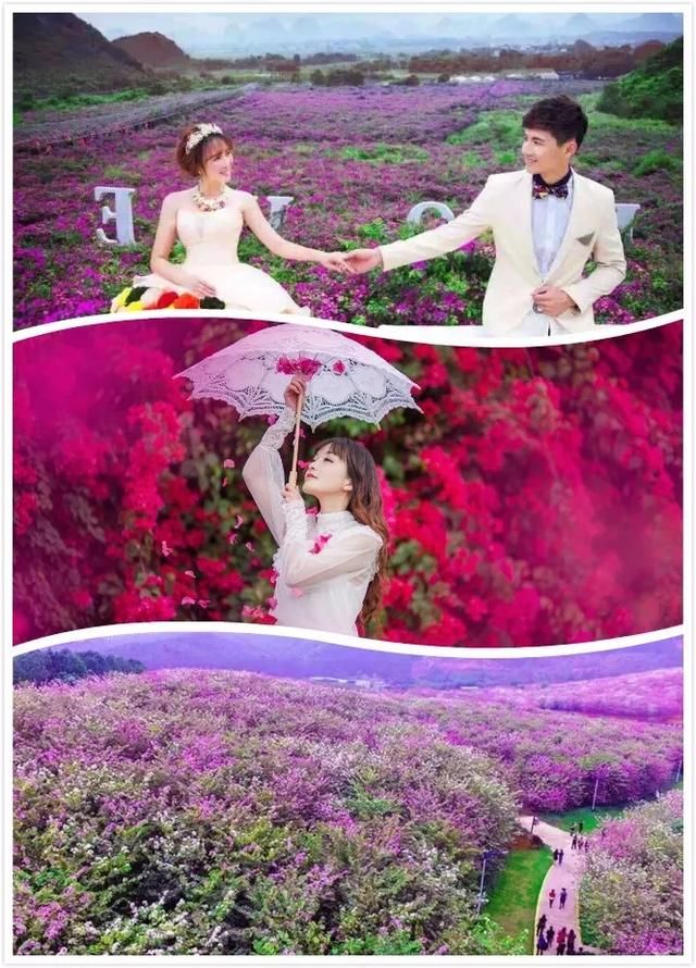 美极了!广西五彩田园“三角梅花海节”真的太美了!!