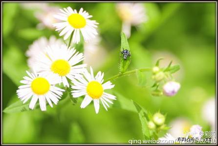 男孩每晚坚持给女孩发晚安,有一天却说了再见