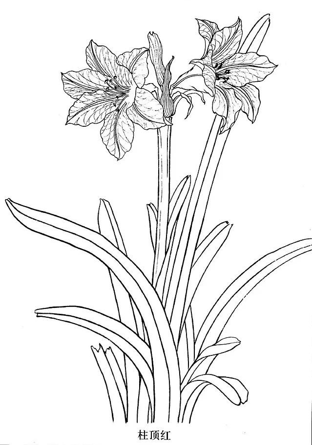 工笔白描花卉怎么画?这些素材不看亏大了