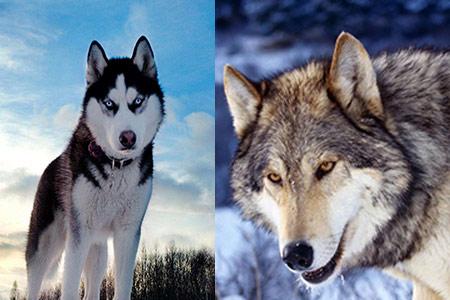 哈士奇和狼相似度高达99.9%, 这样对比一眼就能分辨