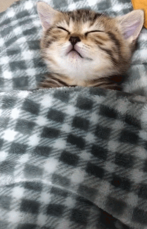 壁纸 动物 猫 猫咪 小猫 桌面 294_458 竖版 竖屏 手机 gif 动态图