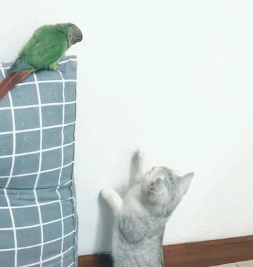 猫咪偷袭鹦鹉被发现,尴尬的猫咪瞬间开启演员模式
