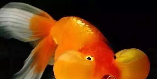 鱼缸里的鱼死了,捞出来后,后面的程序你知道吗