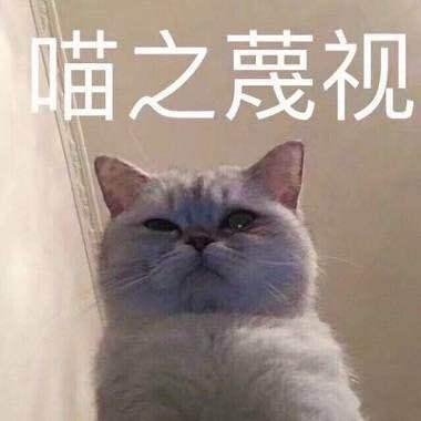 搞笑的猫咪表情包31张拿去折腾男朋友吧
