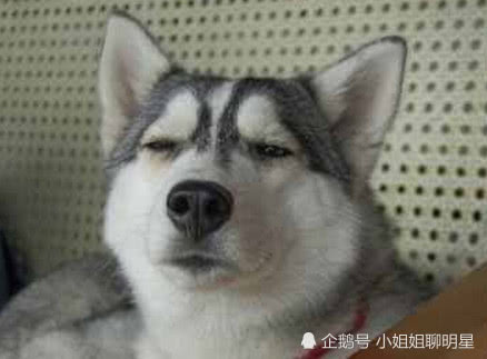 快手哈士奇走红,只因作死闻小姐姐美腿,却差点