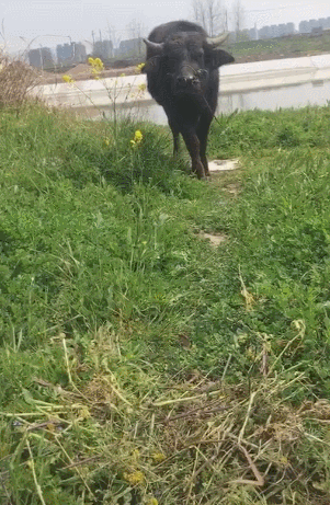 泰迪面对水牛故作镇定,佯装威武,牛一抬头这货吓得秒