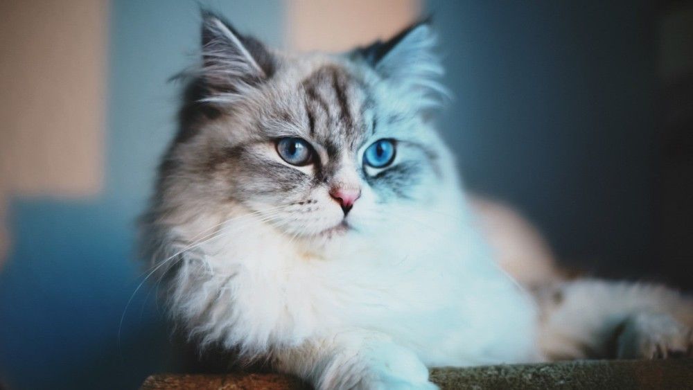 世界上最贵的九大猫种:加菲猫前三无疑,
